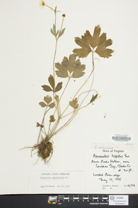 Ranunculus carolinianus image