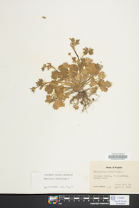 Ranunculus parviflorus image