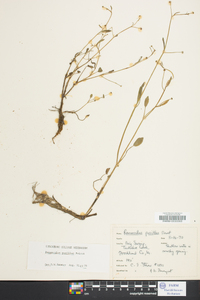 Ranunculus pusillus image