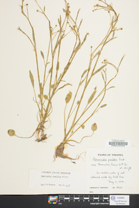 Ranunculus pusillus image