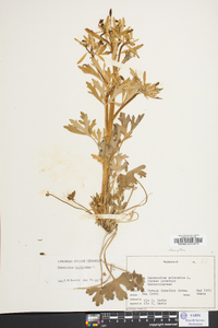 Ranunculus sceleratus image