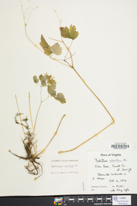 Thalictrum clavatum image