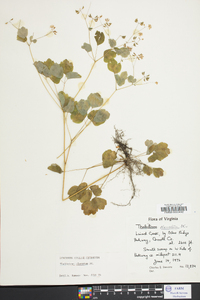 Thalictrum clavatum image