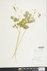 Thalictrum clavatum image