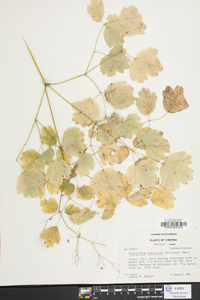 Thalictrum coriaceum image