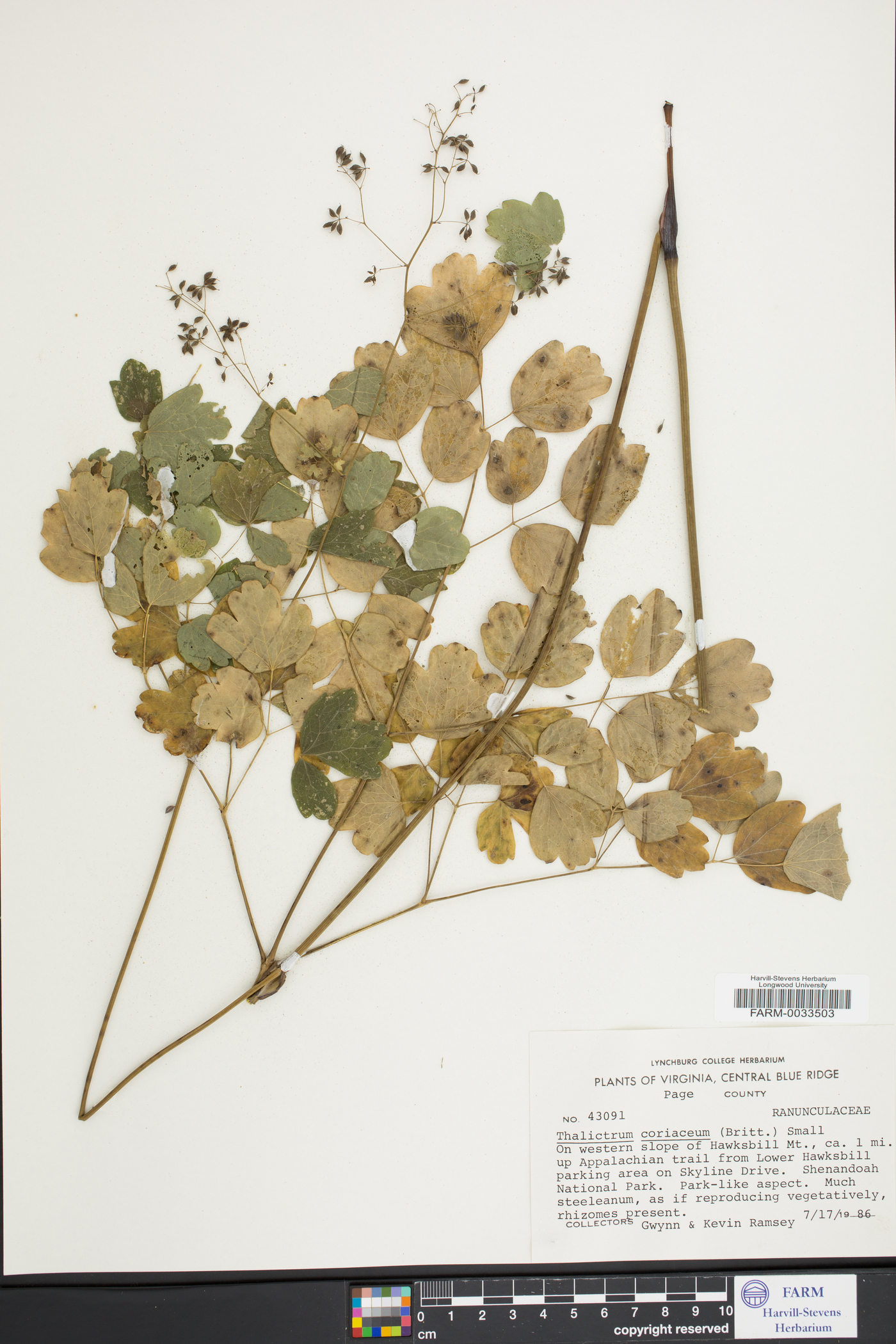 Thalictrum coriaceum image