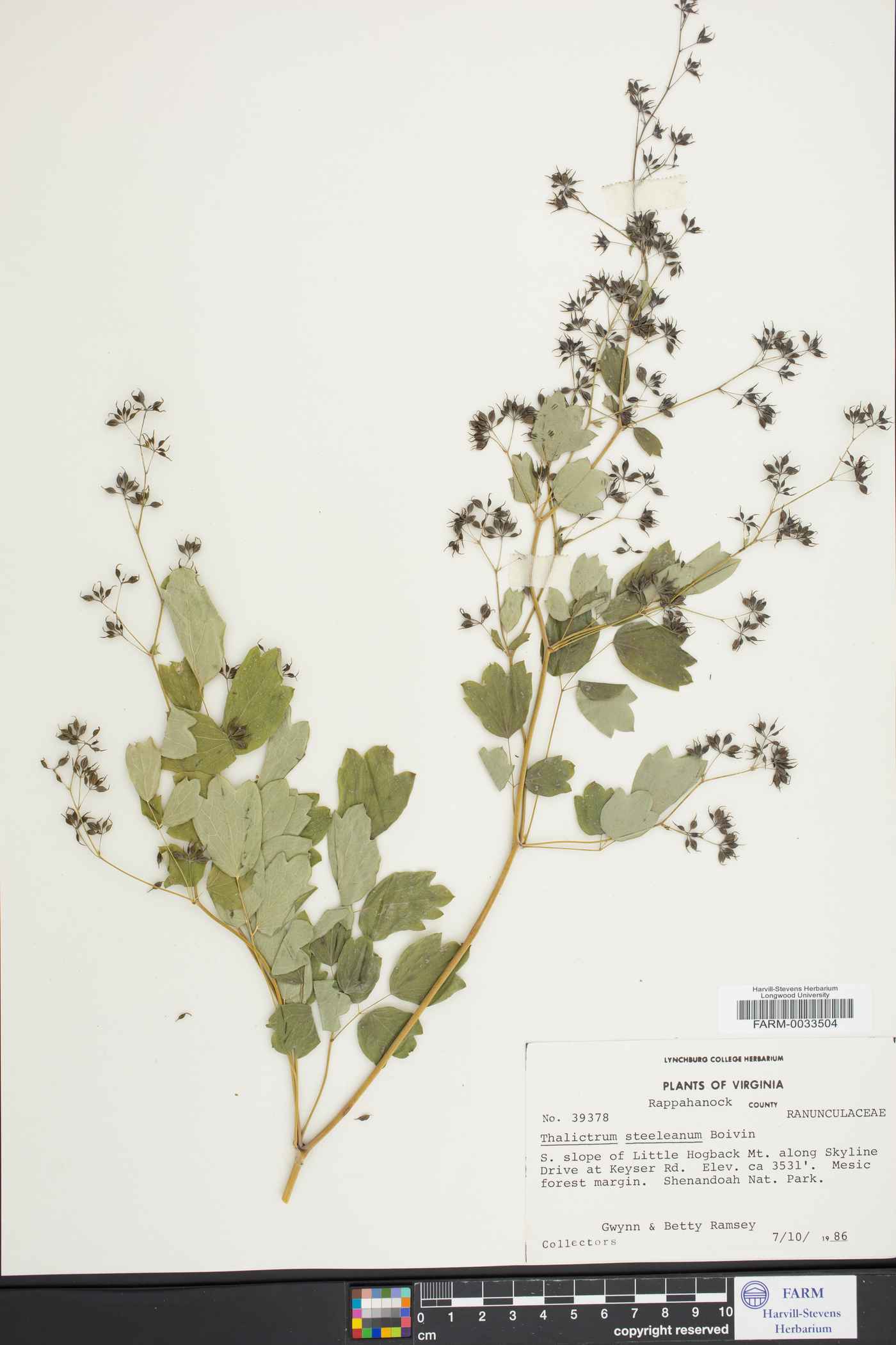 Thalictrum coriaceum image