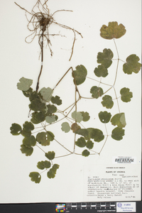 Thalictrum coriaceum image