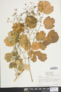 Thalictrum coriaceum image