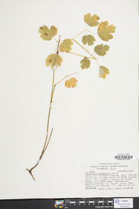 Thalictrum coriaceum image