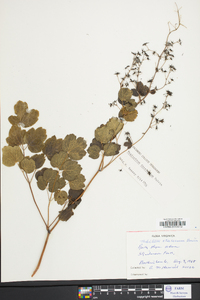 Thalictrum coriaceum image