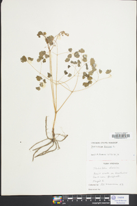 Thalictrum dioicum image