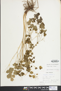 Thalictrum dioicum image