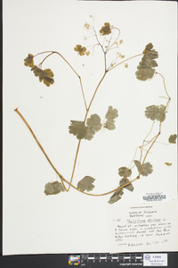 Thalictrum dioicum image