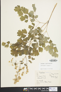 Thalictrum dioicum image