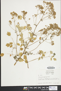 Thalictrum pubescens image