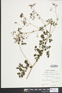 Thalictrum pubescens image