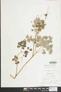 Thalictrum pubescens image