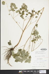 Thalictrum pubescens image