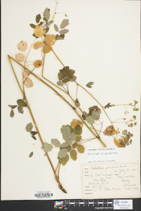 Thalictrum pubescens image