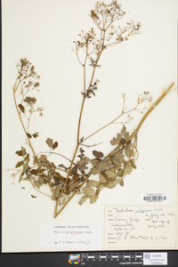 Thalictrum pubescens image