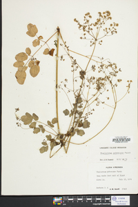 Thalictrum pubescens image