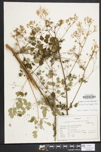 Thalictrum pubescens image