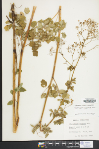 Thalictrum pubescens image