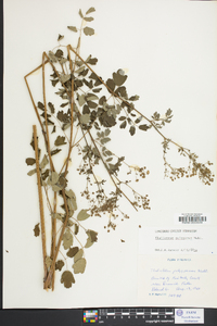 Thalictrum pubescens image