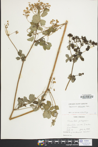 Thalictrum pubescens image