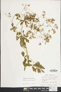 Thalictrum pubescens image