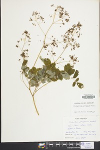 Thalictrum pubescens image