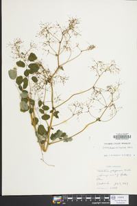 Thalictrum pubescens image