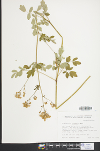 Thalictrum pubescens image