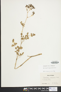 Thalictrum pubescens image