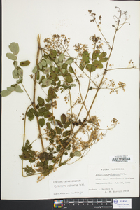 Thalictrum pubescens image