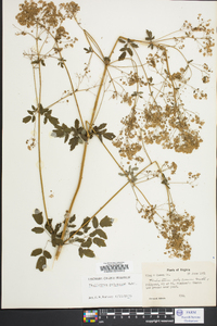 Thalictrum pubescens image