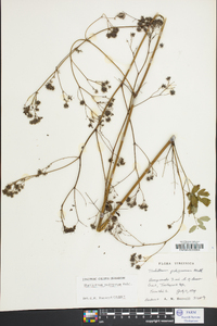 Thalictrum pubescens image