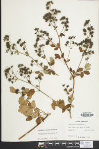 Thalictrum amphibolum image