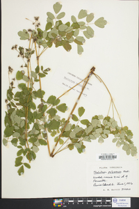 Thalictrum amphibolum image