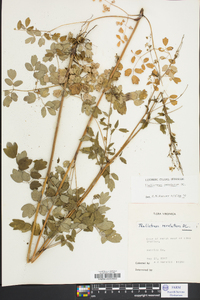 Thalictrum amphibolum image