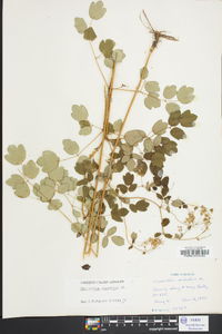 Thalictrum amphibolum image