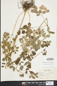 Thalictrum amphibolum image