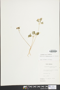 Thalictrum thalictroides image