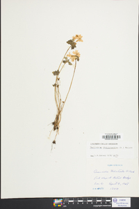 Thalictrum thalictroides image