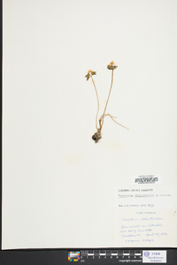 Thalictrum thalictroides image