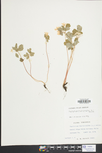 Thalictrum thalictroides image