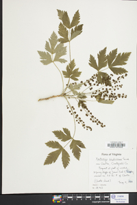 Xanthorhiza simplicissima image