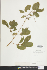 Berchemia scandens image