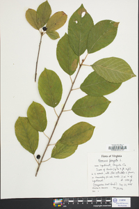 Frangula alnus image